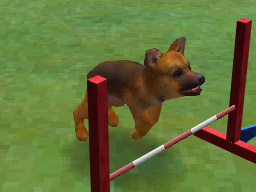 Nintendogs: Teckel y Compañía - Imagen 16