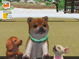 Nintendogs: Teckel y Compañía - Imagen 28