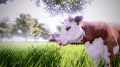Real-Farm-13.jpg